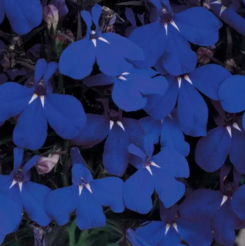 Лобелія Riviera Midnight Blue pro-lobrivmidblu-1000 фото
