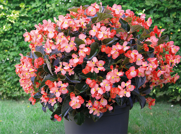 Бегонія Big DeluXXe F1 Salmon Bronze Leaf BIGDeluXXeSalmonBronzeLeaf-5 фото