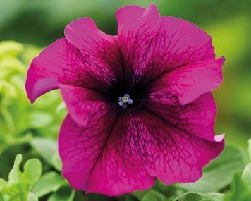 Петунія Limbo F1 Burgundy LimboBurgundy фото