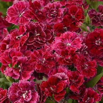 Гвоздика Dynasty Rose Lace pro-gvodynroslacnew202-500 фото