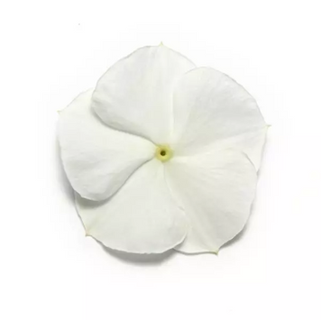Винка Pacifica XP White pro-PacificaXPWhite-1000 фото