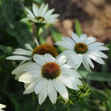 Эхинацея PowWow White ekhpowwhite-5 фото