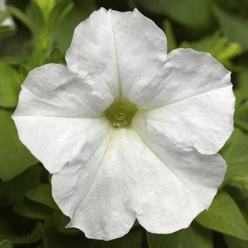 Петуния Picobella F1 White pro-petpicf1whi-1000dr фото