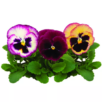 Виола Colossus F1 Rose Surprise pro-ColossusRoseS-1000 фото