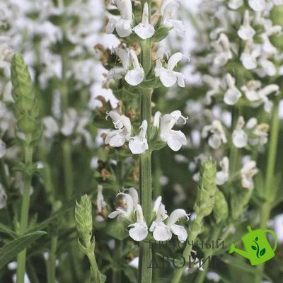Сальвия Merleau White merleauWhite-10 фото
