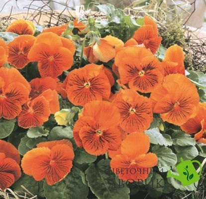 Віола Cats F1 Orange pro-CatsOrange-500 фото