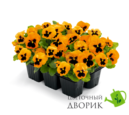 Віола Inspire Plus F1 Orange Blotch InspirePlusOrangeBlotch фото