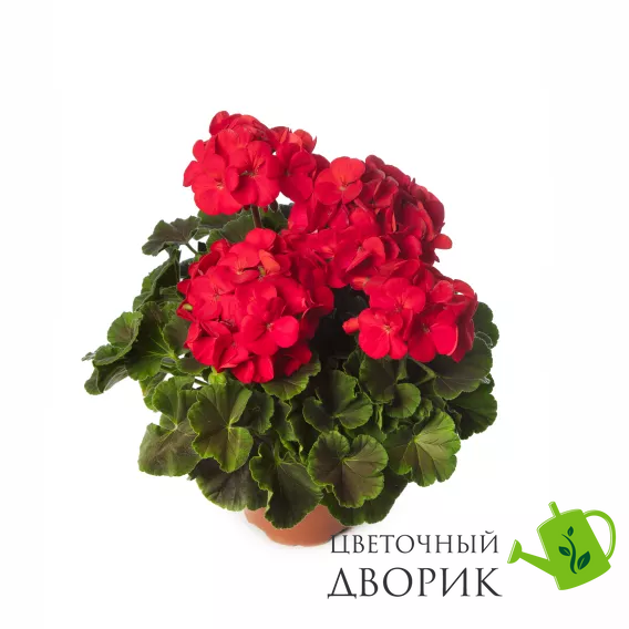 Пеларгония Horizon Shadow F1 Red pro-HorizonShadowRed-1000 фото