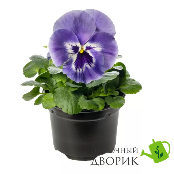 Віола Delta Speedy Marina  pro-DeltaSpeedyMarina-1000 фото