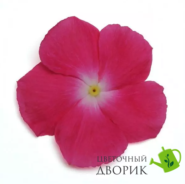 Вінка Mediterranean XP Rose Halo pro-vinmedxproshal-1000 фото