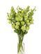 Эустома Rosanne 1 Green II New2027 pro-eusros1GreenII-1000 фото 1