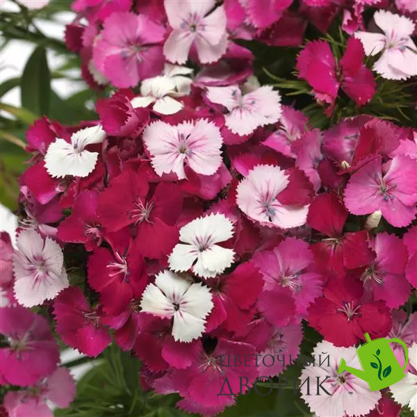 Гвозика Dart Pink Magician pro-DartPinkMagician-100 фото
