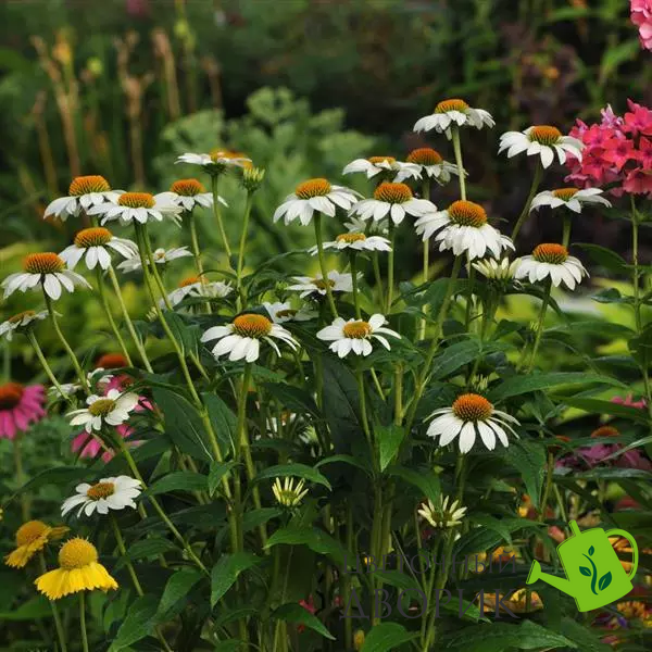 Ехінацея PowWow White ekhpowwhite-5 фото