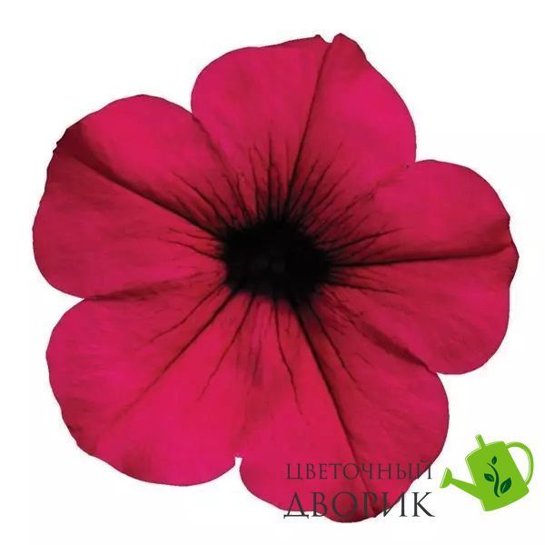 Петуния Wave F1 Purple WavePurple-5 фото