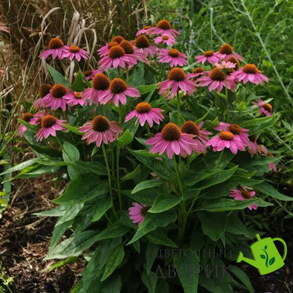 Эхинацея PowWow Wild Berry pro-ekhpowwilber-100 фото
