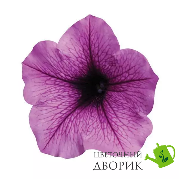 Петунія Easy Wave F1 Plum Vein EasyWavePlumVein фото