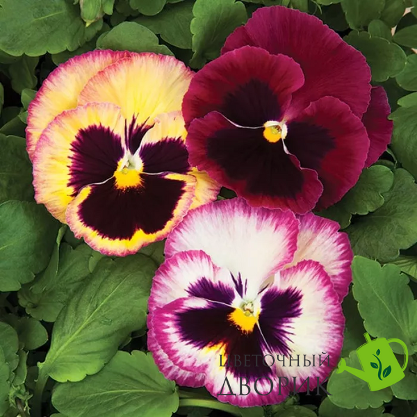 Вiола Colossus F1 Rose Surprise pro-ColossusRoseS-1000 фото