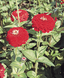 Циннія Benary's Giant Deep Red pro-Benary'sGiantDeepRed-500 фото 3