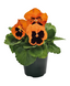 Віола Inspire Plus F1 Orange Blotch InspirePlusOrangeBlotch фото 1