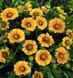 Гайлардия Arizona Apricot ArizonaApricot фото 4
