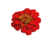 Цинния Zinnita Scarlet pro-cinzinsca-500 фото 2