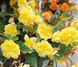 Бегония Illumination F1 Lemon IlluminationLemon фото 1