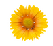 Гайлардия Arizona Apricot ArizonaApricot фото 1