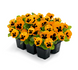 Віола Inspire Plus F1 Orange Blotch InspirePlusOrangeBlotch фото 3