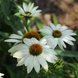 Ехінацея PowWow White ekhpowwhite-5 фото 1