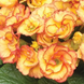 Примула Primlet Sunrise pro-PrimletSunrise-100 фото 1