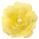 Бегония Illumination F1 Lemon IlluminationLemon фото 3