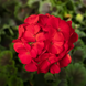Пеларгония Horizon Shadow F1 Red pro-HorizonShadowRed-1000 фото 1