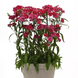 Гвоздика Dynasty Rose Lace pro-gvodynroslacnew202-500 фото 2