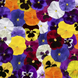 Виола Delta Pro F1 All Colors Mix DeltaProAllColorsMix фото 2