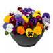 Виола Delta Pro F1 All Colors Mix DeltaProAllColorsMix фото 1