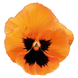 Віола Inspire Plus F1 Orange Blotch InspirePlusOrangeBlotch фото 2