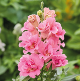 Львиный зев Twinny F1 Rose TwinnyRose фото