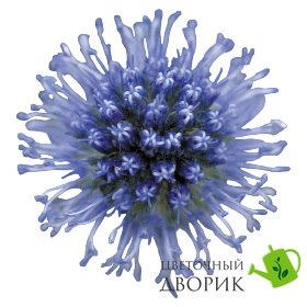 Синеголовник Glitter Blue (зрізка) GlitterBlue фото