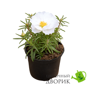 Портулак великоквітковий Sundial White pro-SundialWhite-1000 фото