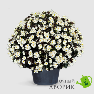 Бегонiя Big F White Bronze Leaf  pro-bigWhiteBronzeLeaf-500 фото