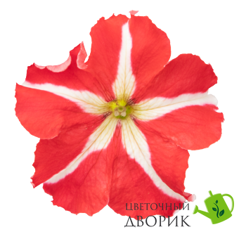 Петуния Success!360 F1 Red Star pro-Success!360F1RedS-500s фото