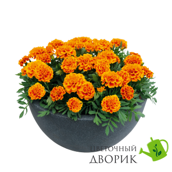Тагетес Super Hero Orange Flame SuperHeroOrangeFlame фото