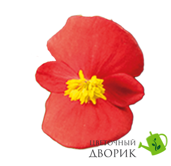 Бегонiя Super Olympia Red pro-begsupolyred-1000 фото
