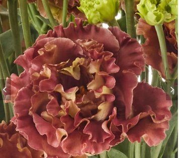 Эустома Rosanne 2 Terracotta   pro-Rosanne2Terracotta -1000 фото