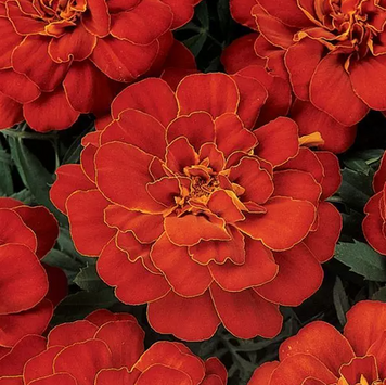 Тагетес Durango Red DurangoRed фото