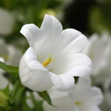 Дзвоник Campana White pro-CampanaWhite-500 фото