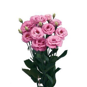 Eустома Rosita 4 Rose Pink II pro-Rosita4RosePink-1000 фото