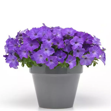 Петуния Easy Wave F1 Lavender Sky Blue pro-peteaswavf1lavskyblu-100 фото