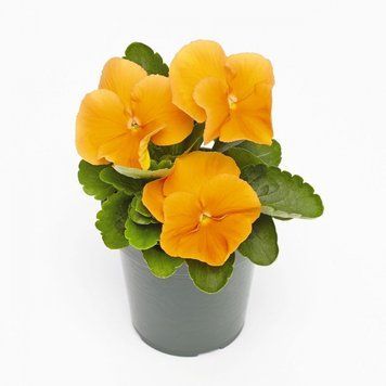 Вiола Inspire Plus F1 Orange pro-InspirePlusOrange-500 фото