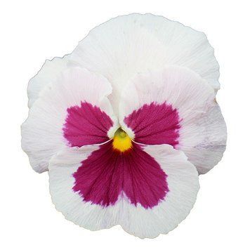 Вiола Premier White with Rose Blotch pro-PremierWhiteRB-1000 фото